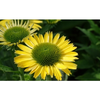 Jeżówka Yellow Pearl